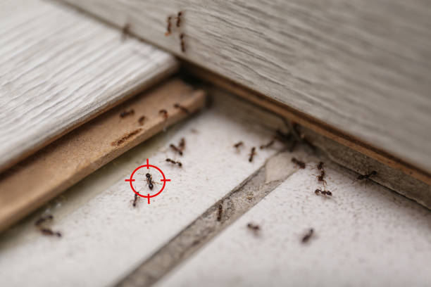 Best Flea Control Services  in Marlboro Village, MD
