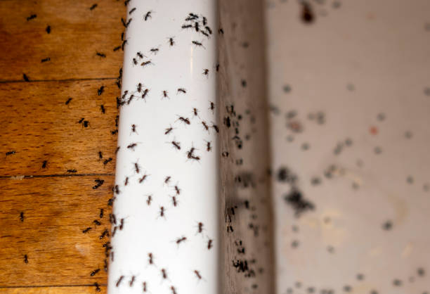 Best Local Pest Control Services  in Marlboro Village, MD