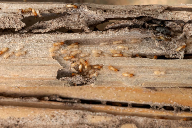 Best Best Pest Control Companies  in Marlboro Village, MD